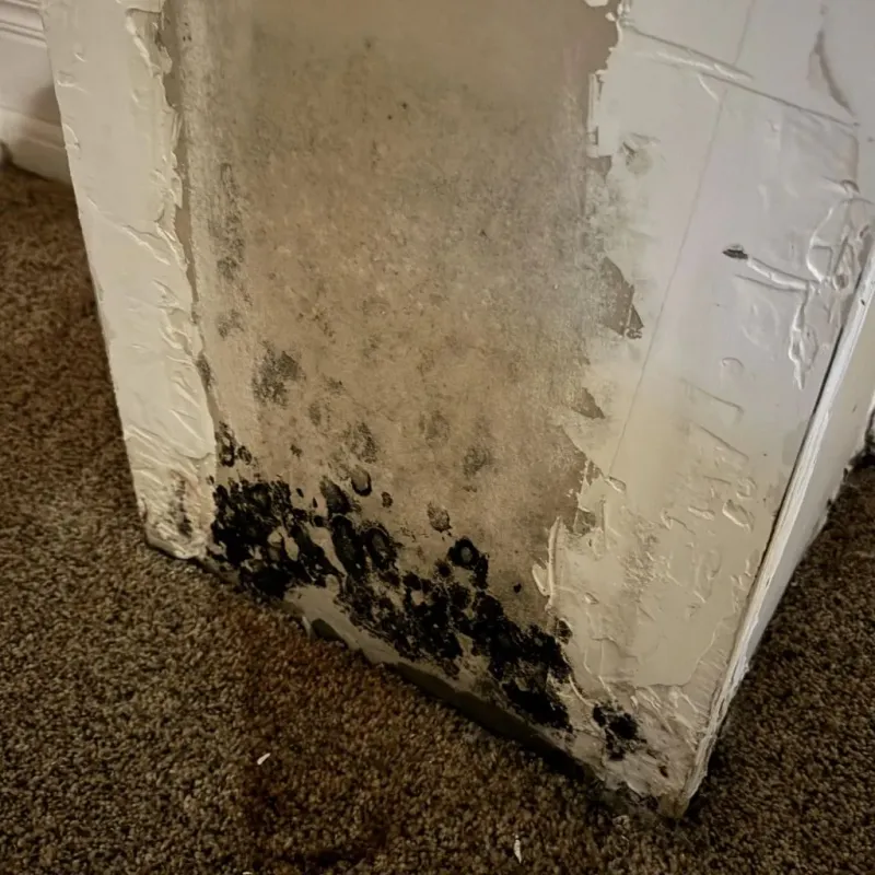 Professional Mold Removal in Crittenden County, AR